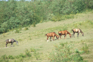 2007.07. hó - Egercsehi képekben